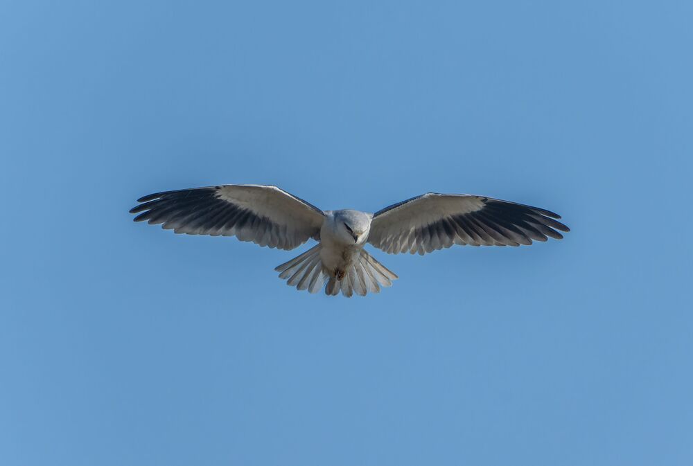 The Black shouldered Kite (5)