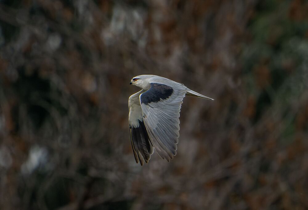 The Black shouldered Kite (6)