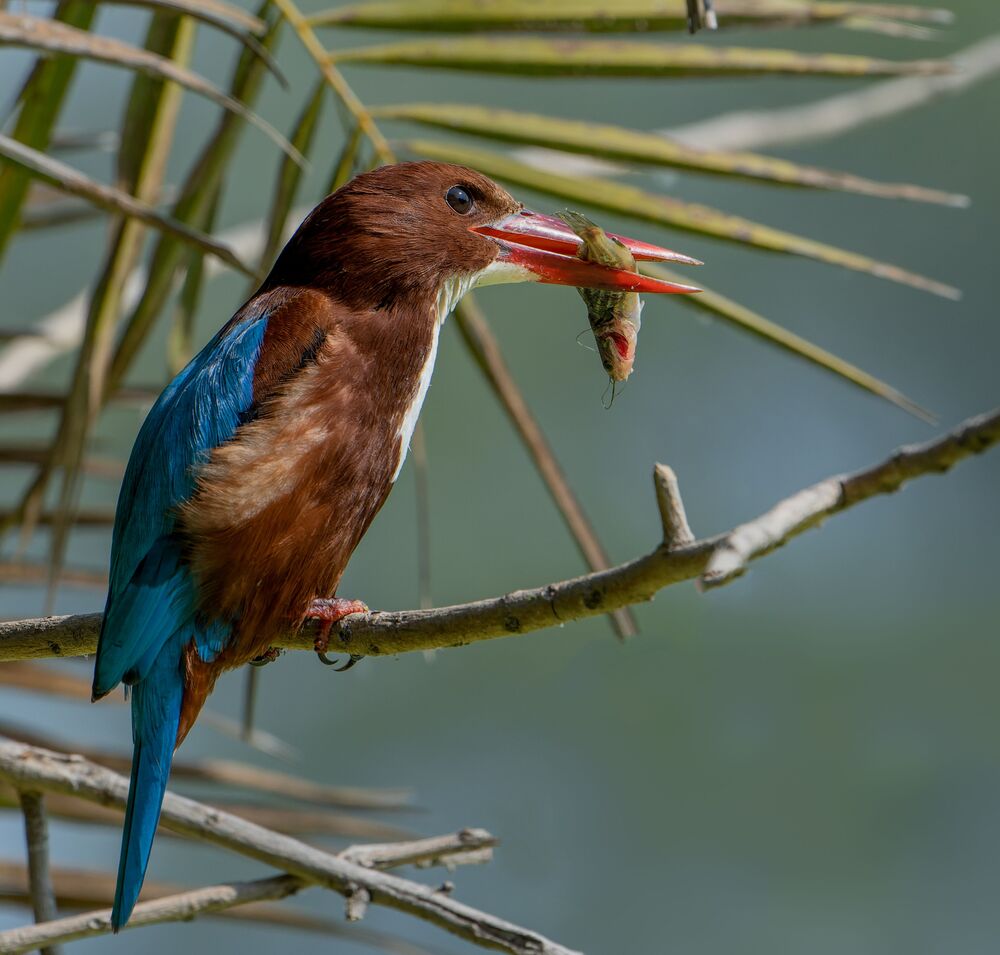 The diet of the white throated kingfisher (3)