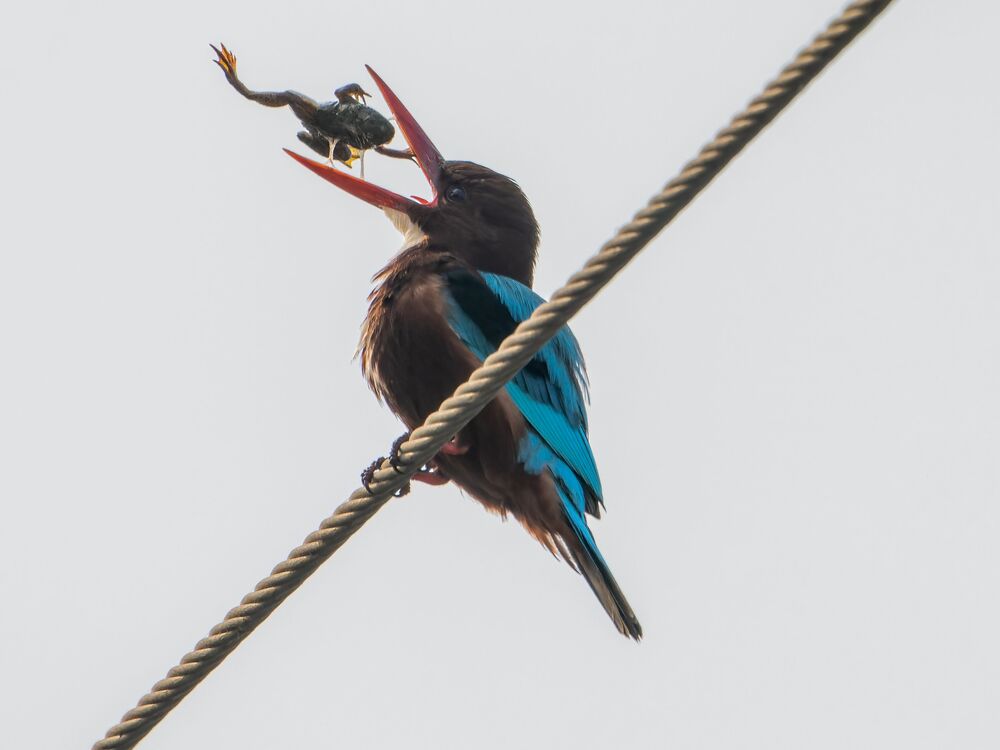 The diet of the white throated kingfisher (4)