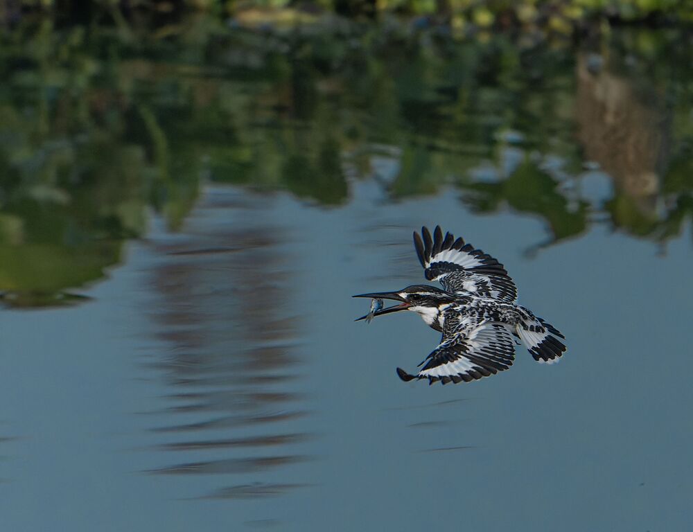 The Amazingly Agile Pied Kingfisher (3)