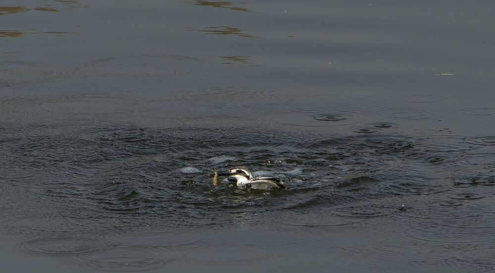 The Amazingly Agile Pied Kingfisher (4)
