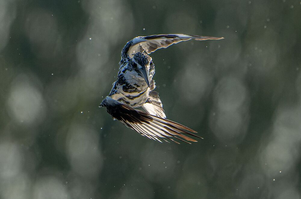 The Amazingly Agile Pied Kingfisher (5)