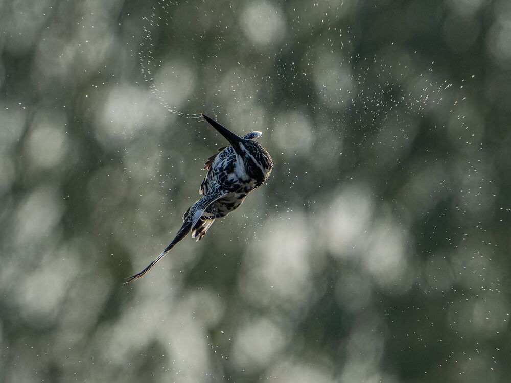 The Amazingly Agile Pied Kingfisher (6)