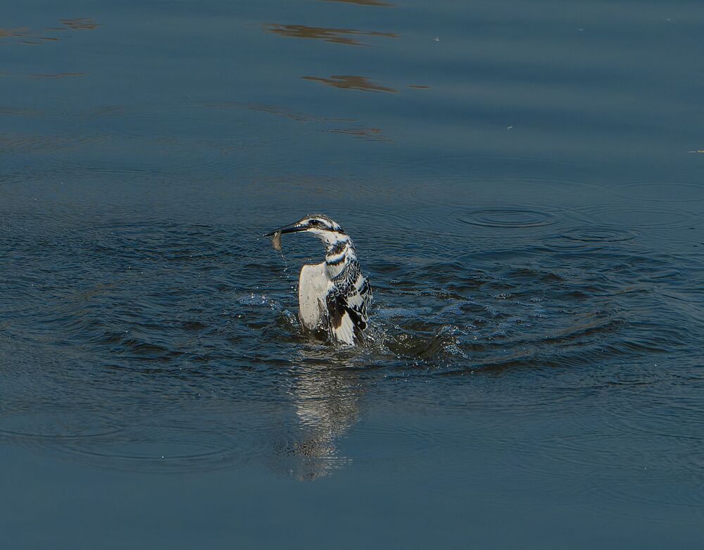 The Amazingly Agile Pied Kingfisher (7)