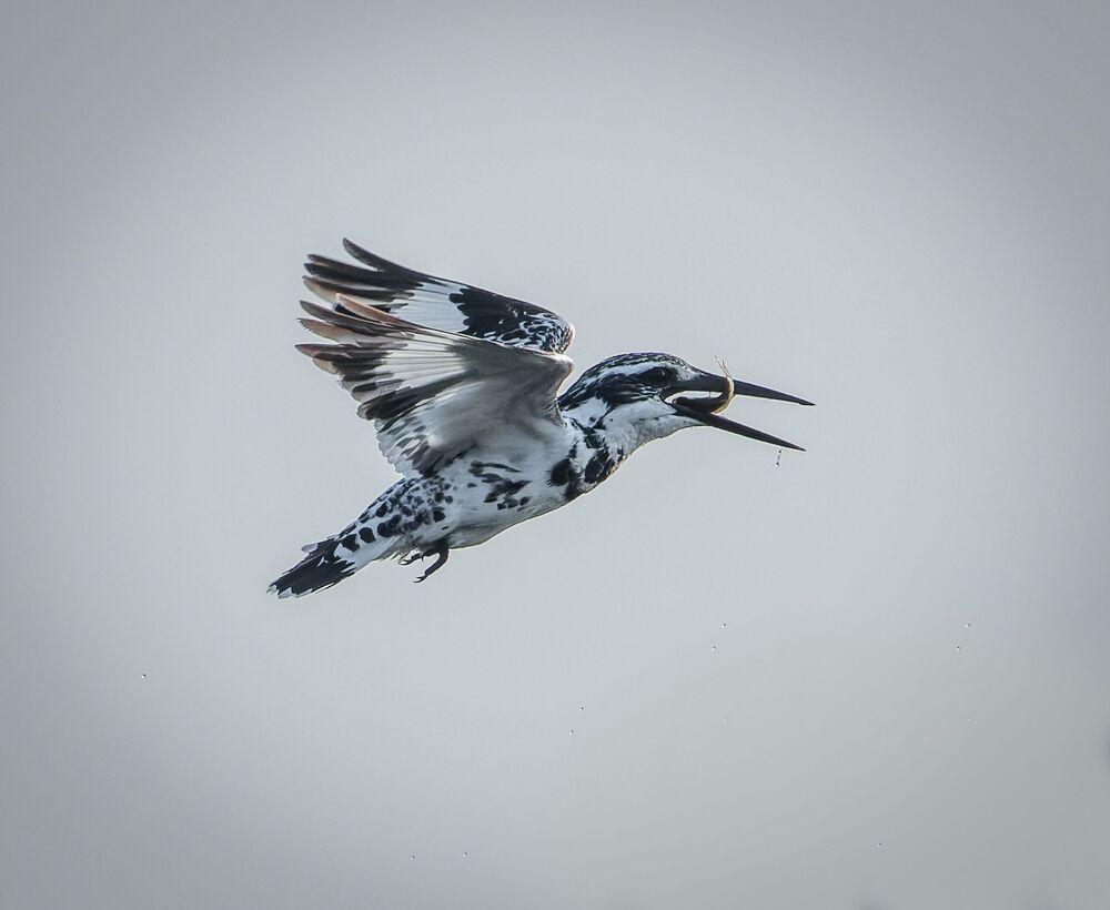 The Amazingly Agile Pied Kingfisher (8)