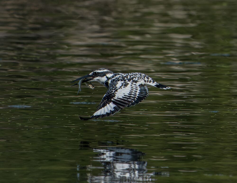 The Amazingly Agile Pied Kingfisher (9)