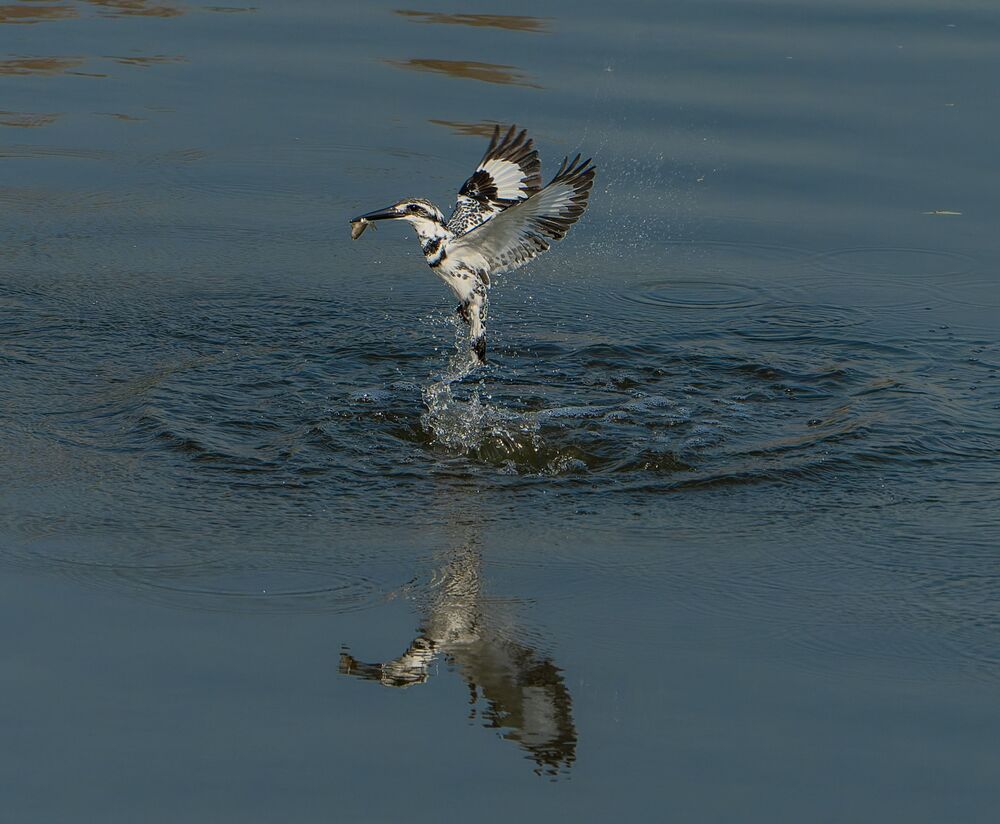 The Amazingly Agile Pied Kingfisher (10)
