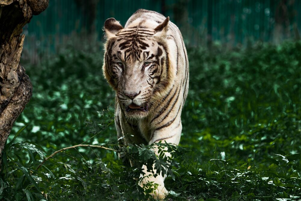White Tiger (3)