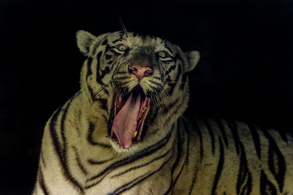 White Tiger (4)