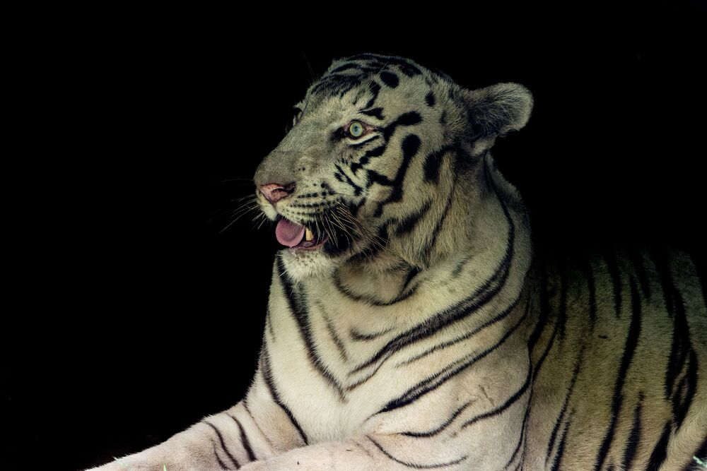 White Tiger (5)