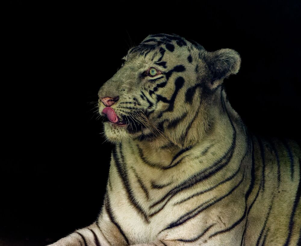 White Tiger (6)