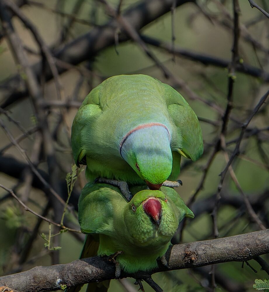 Parakeets mating passionately (3)