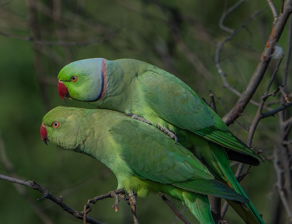 Parakeets mating passionately (4)