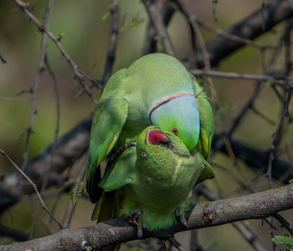 Parakeets mating passionately (5)
