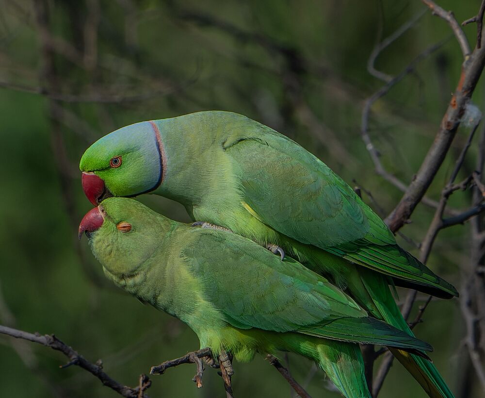 Parakeets mating passionately (6)