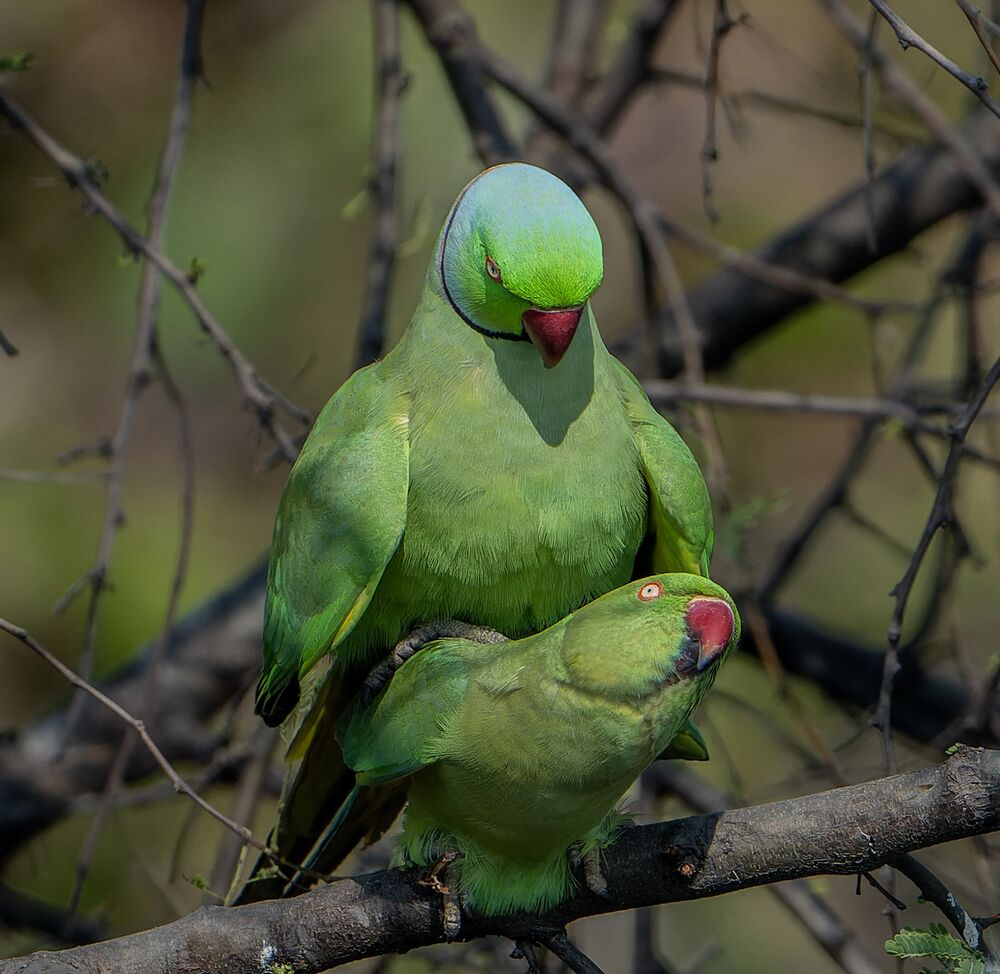 Parakeets mating passionately (7)