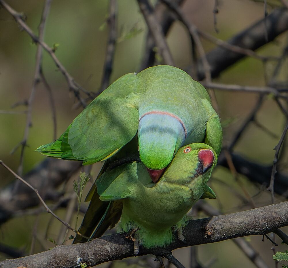 Parakeets mating passionately (8)