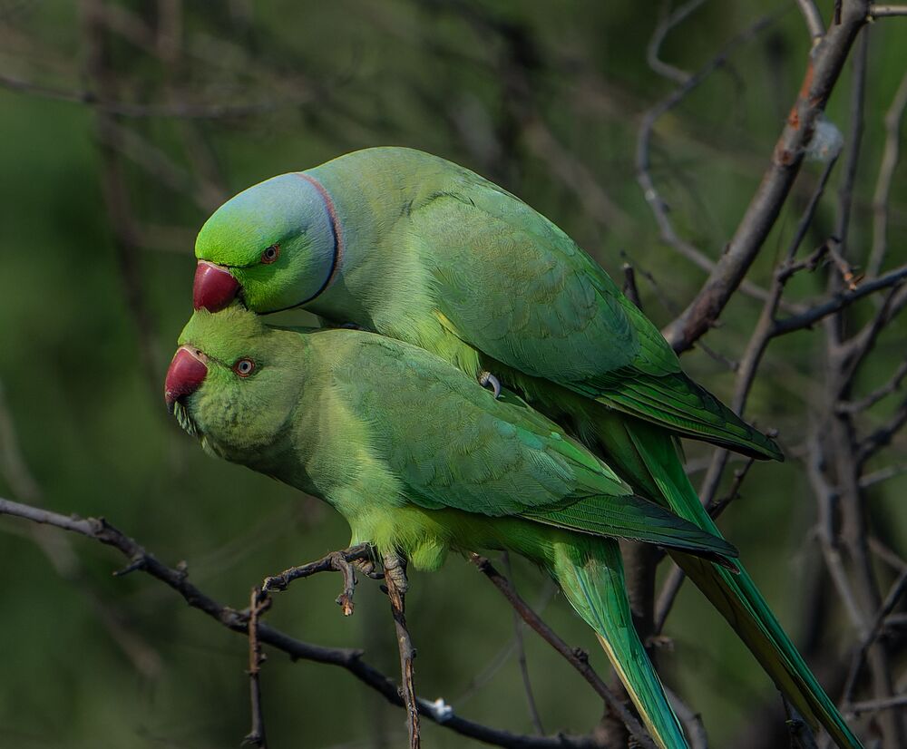 Parakeets mating passionately (9)