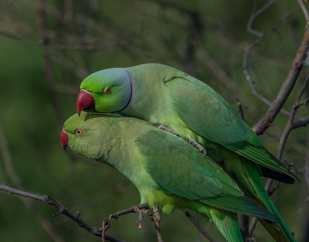 Parakeets mating passionately (10)