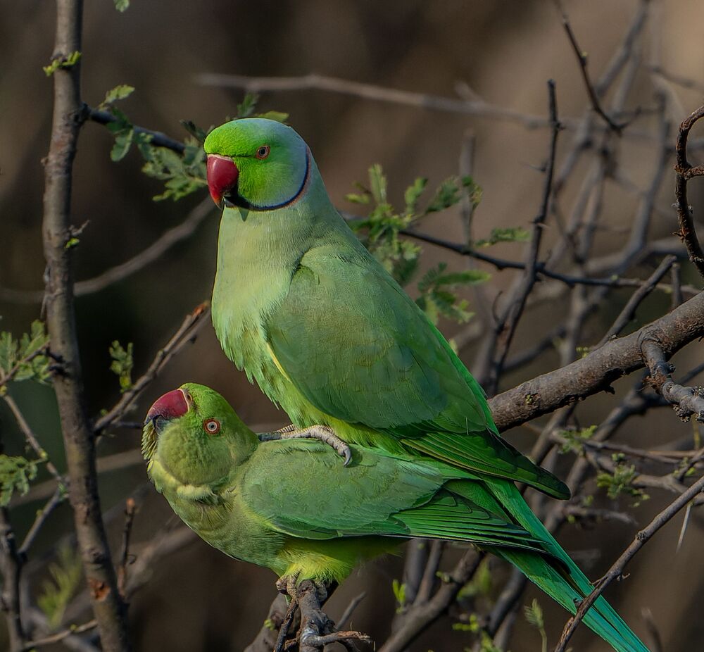 Parakeets mating passionately (11)