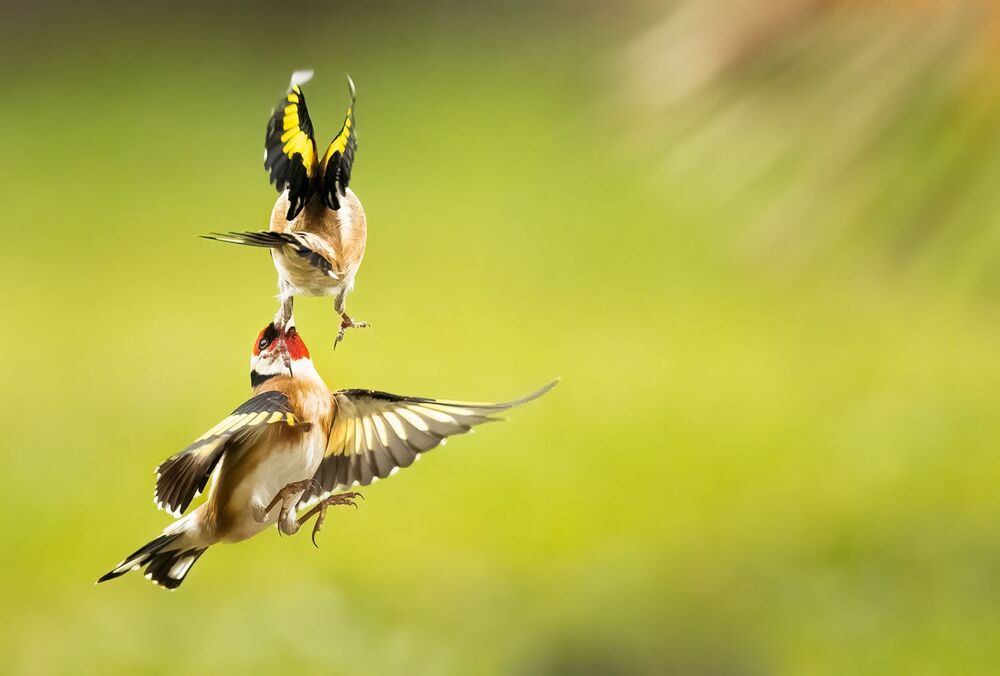 Goldfinches dance ballet (3)