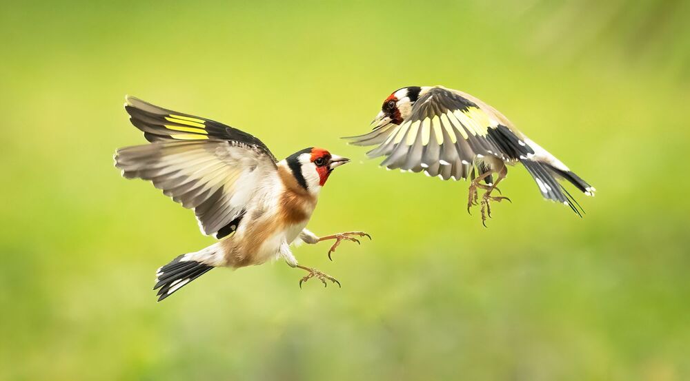 Goldfinches dance ballet (4)