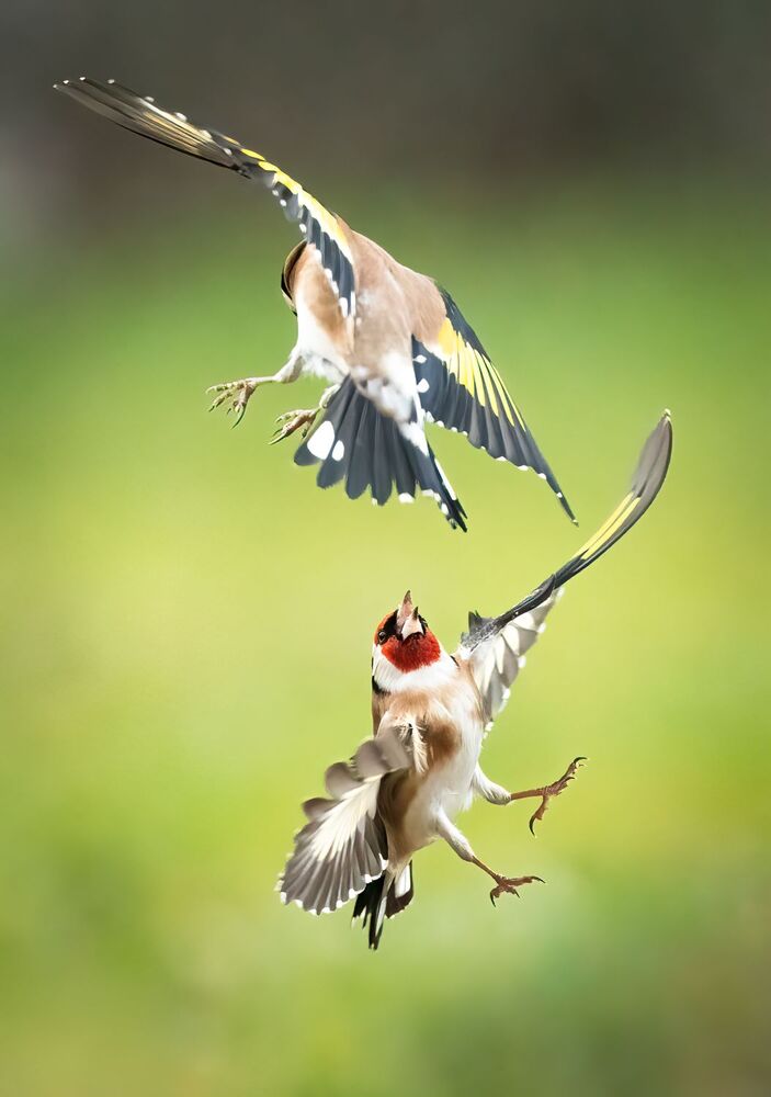 Goldfinches dance ballet (5)