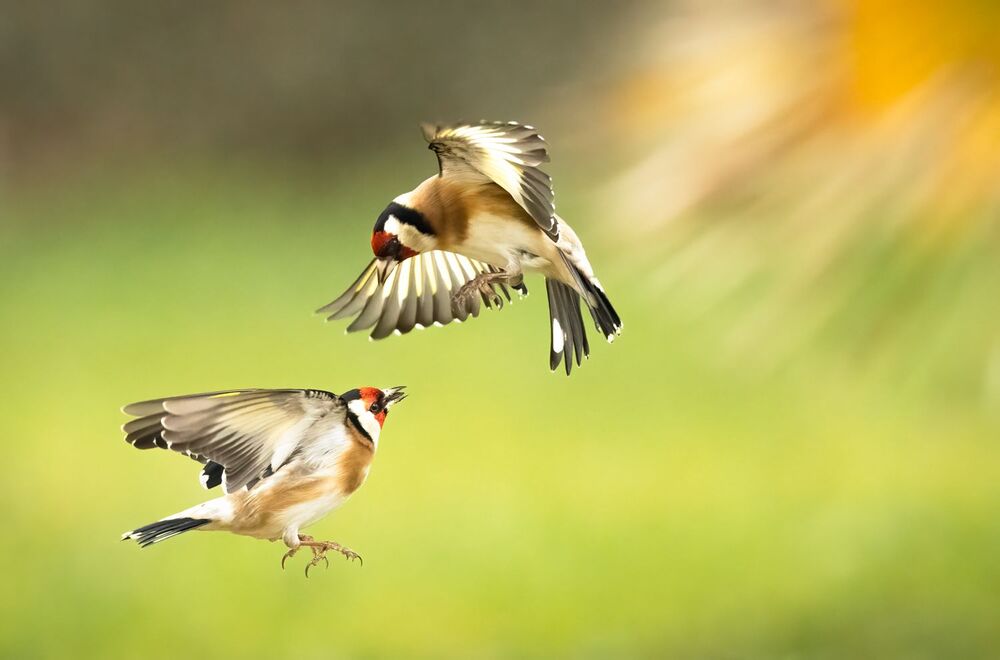 Goldfinches dance ballet (6)