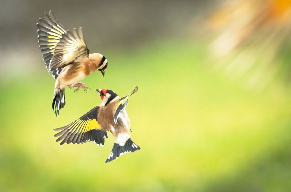 Goldfinches dance ballet (7)