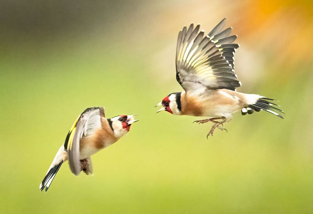Goldfinches dance ballet (8)