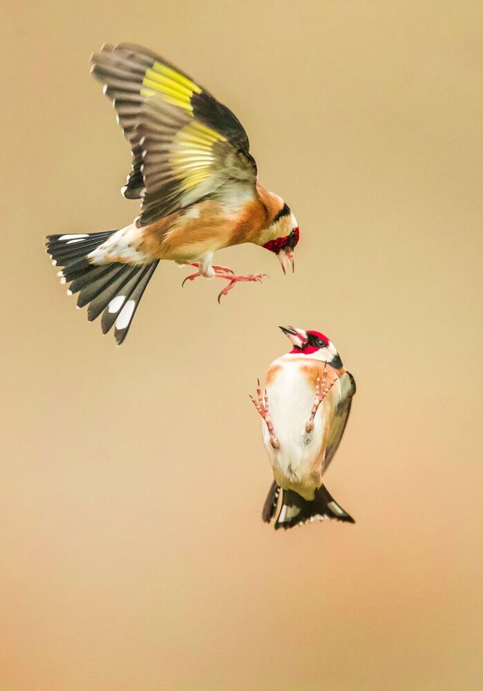 Goldfinches dance ballet (9)