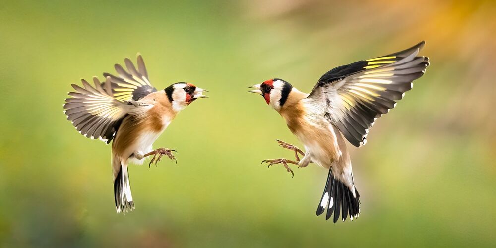 Goldfinches dance ballet (10)