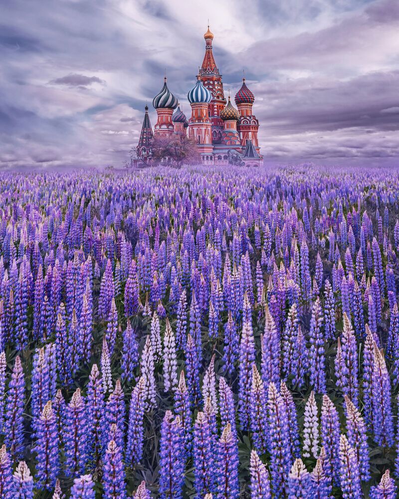 Lupin project (2)