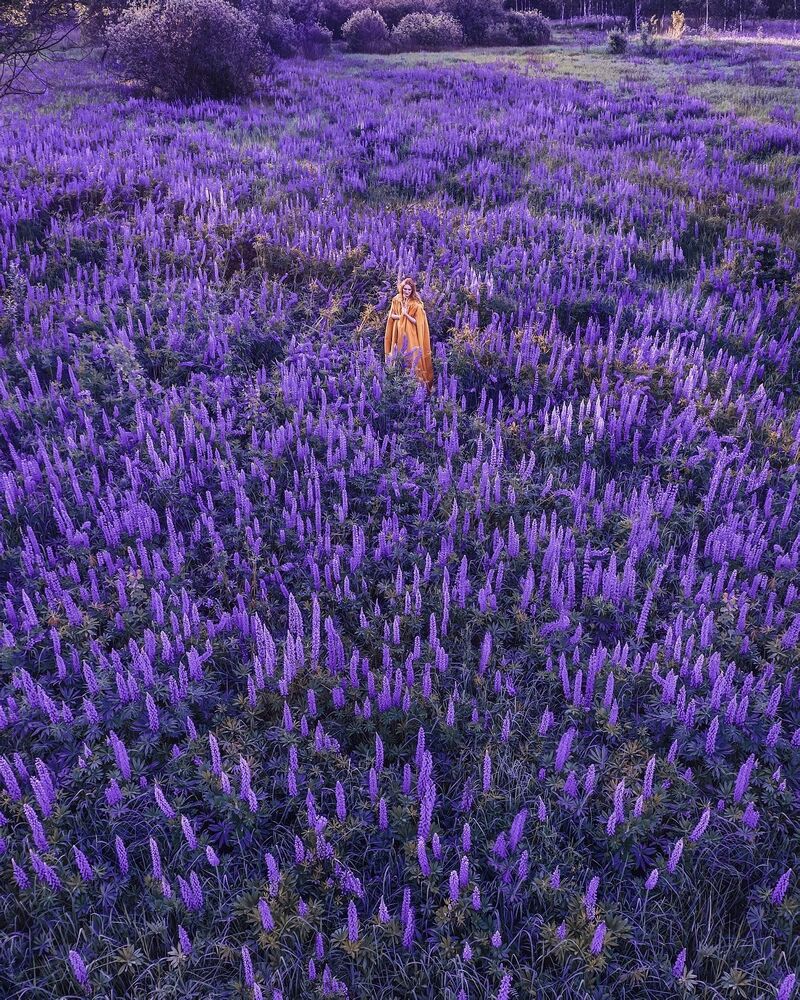 Lupin project (4)