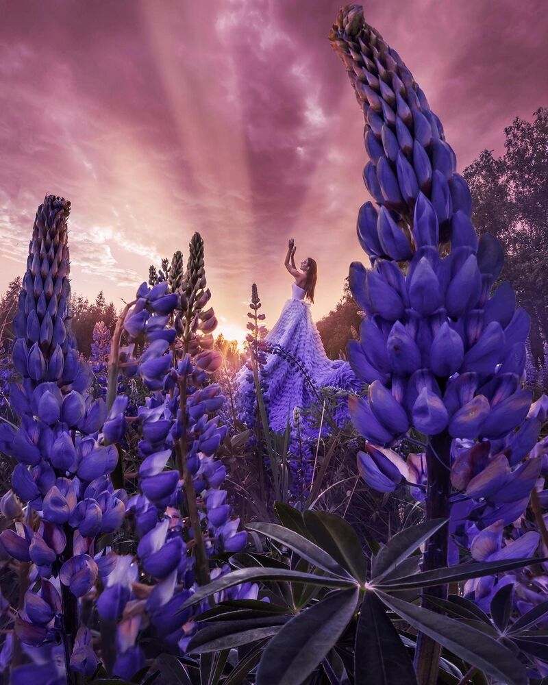 Lupin project (11)