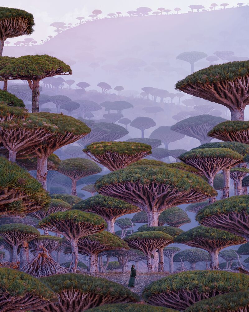 Socotra (6)