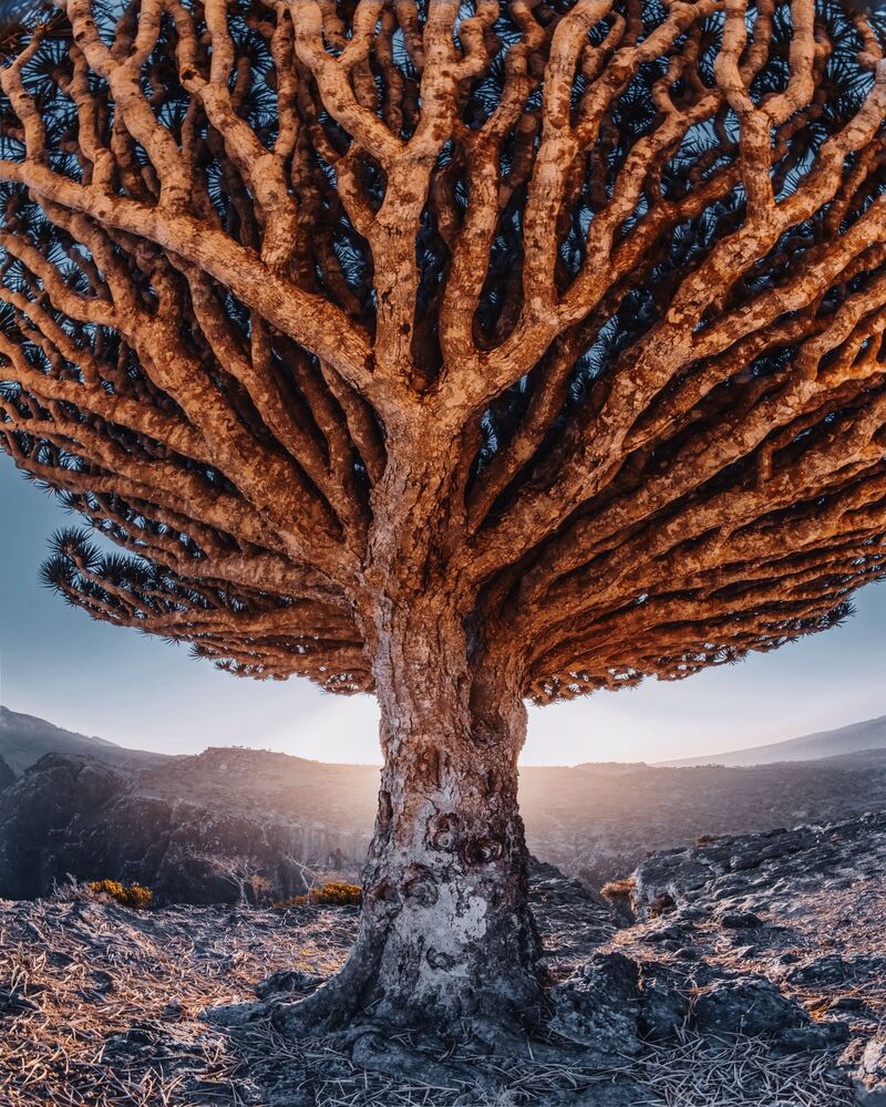 Socotra (7)