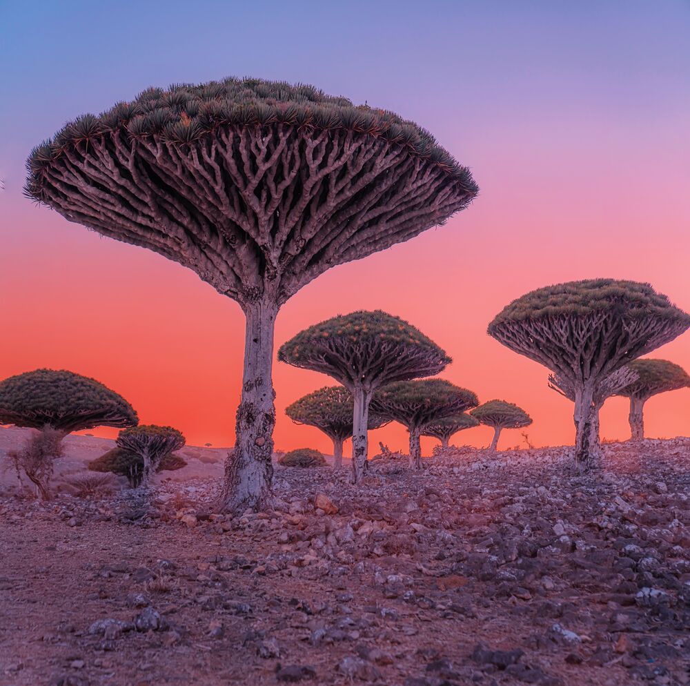 Socotra (11)