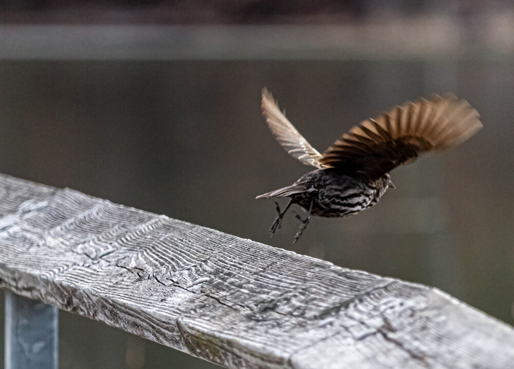 Birds on the move (2)