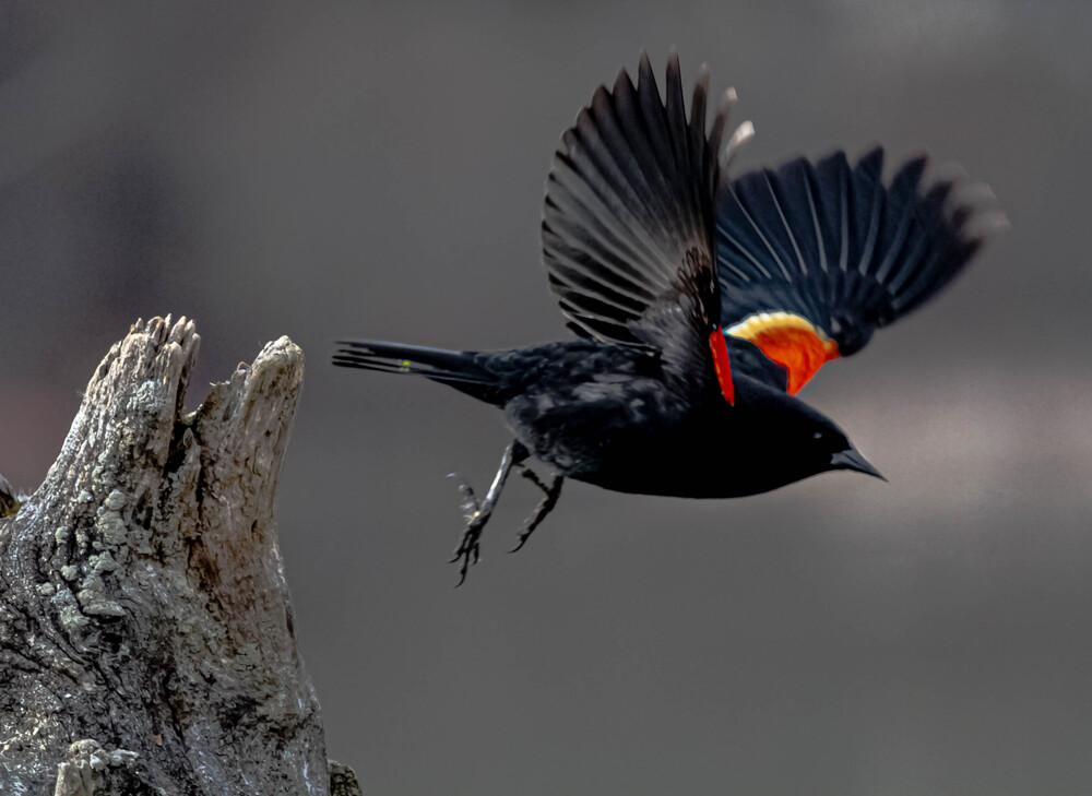 Birds on the move (3)