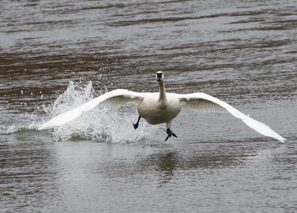 Goose on action (2)