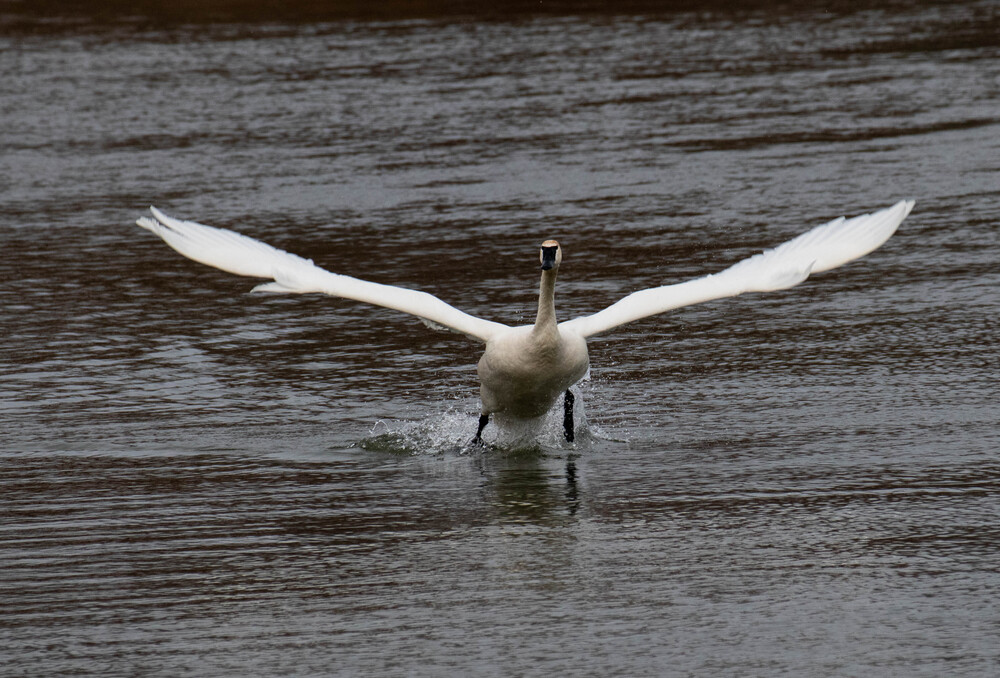 Goose on action (3)