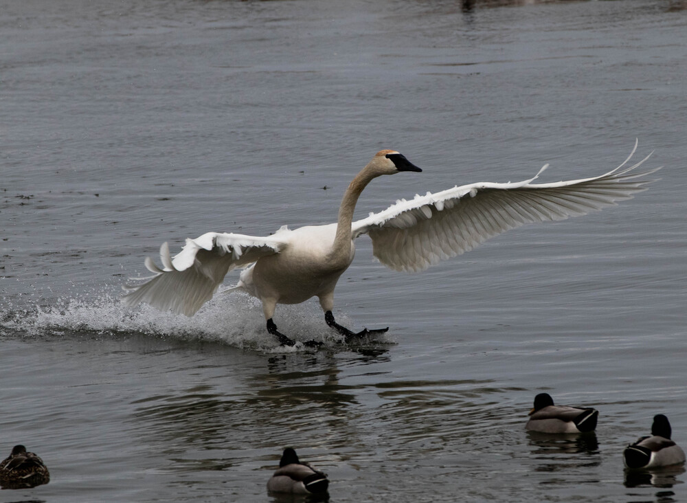 Goose on action (4)
