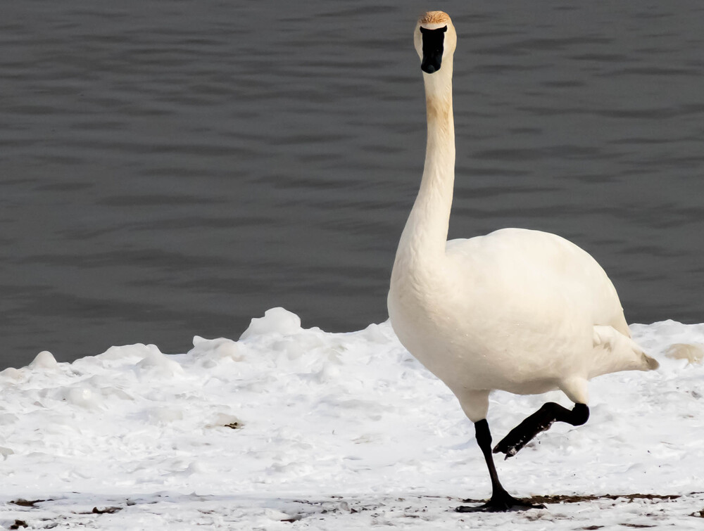 Goose on action (5)