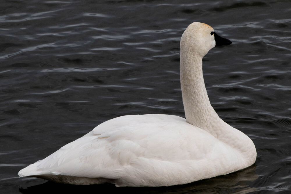 Goose on action (6)