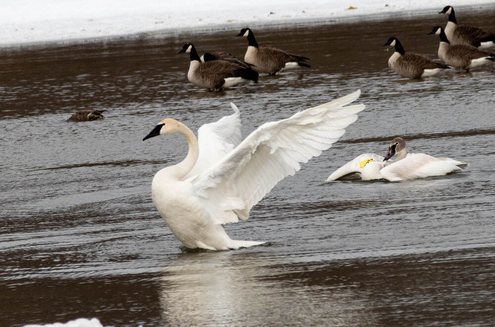 Goose on action (7)