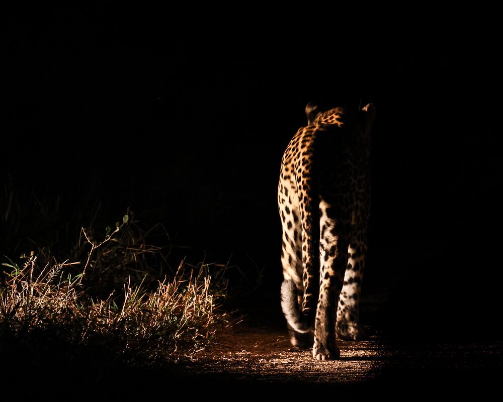 In the dark of night (4)
