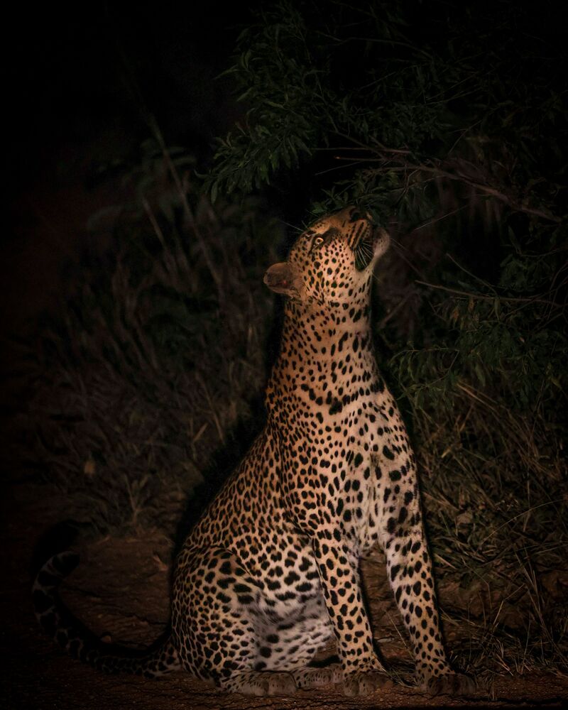 In the dark of night (5)