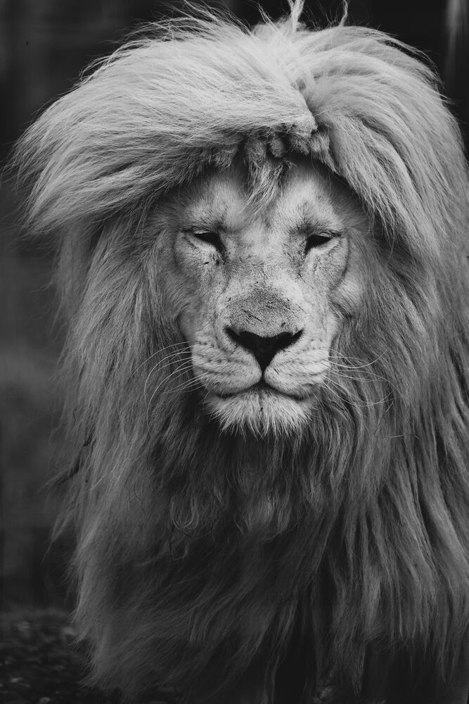 Amongst Kings (5)